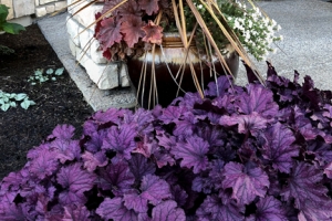 Heuchera 'Forever Purple'
